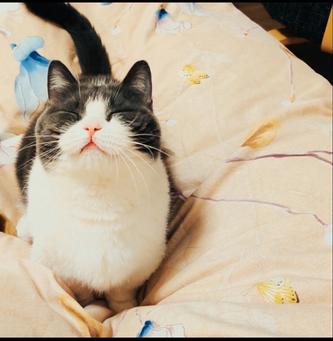 快来看看我们的坚果小盆友吧哈哈好可爱