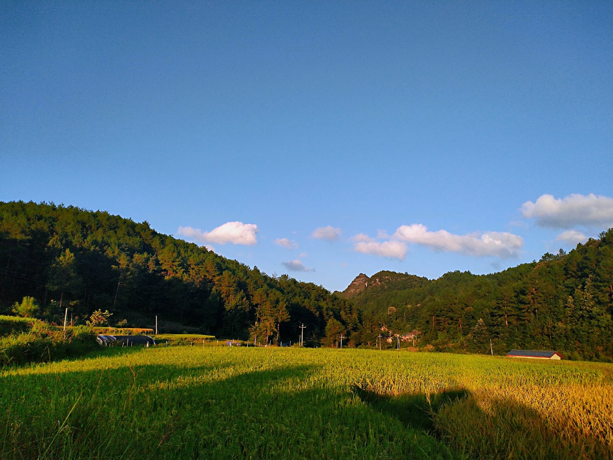 夏季最美的风景莫过于夏天农村