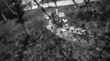 白花