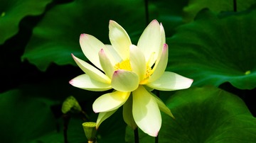 荷花12345