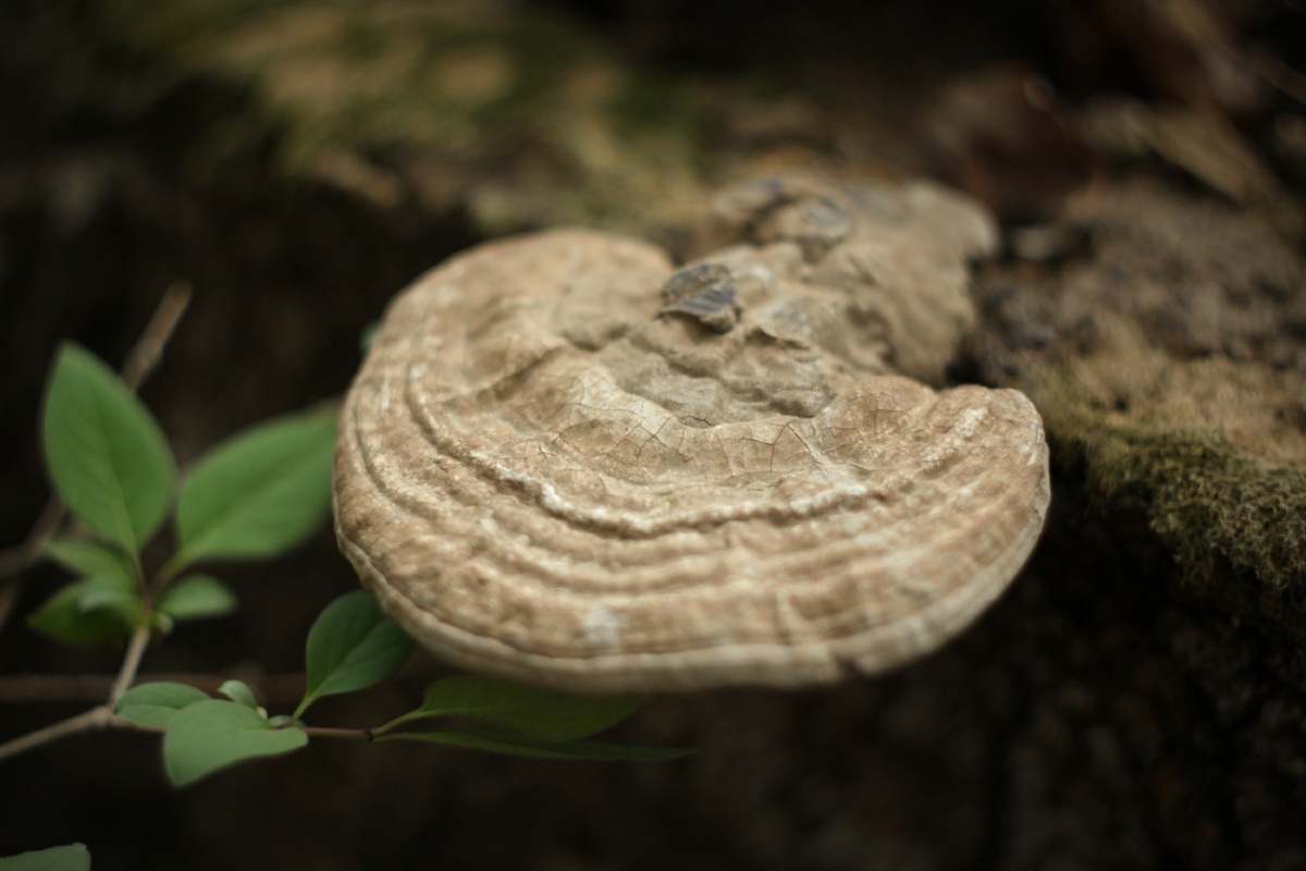 风干的记忆木舌灵芝老牛干