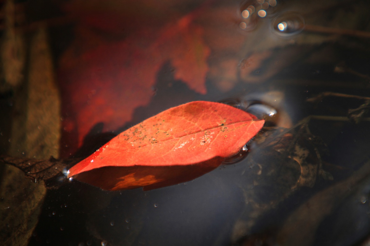 飘落在秋水中的一片红叶