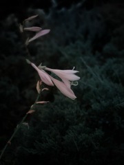 1620274