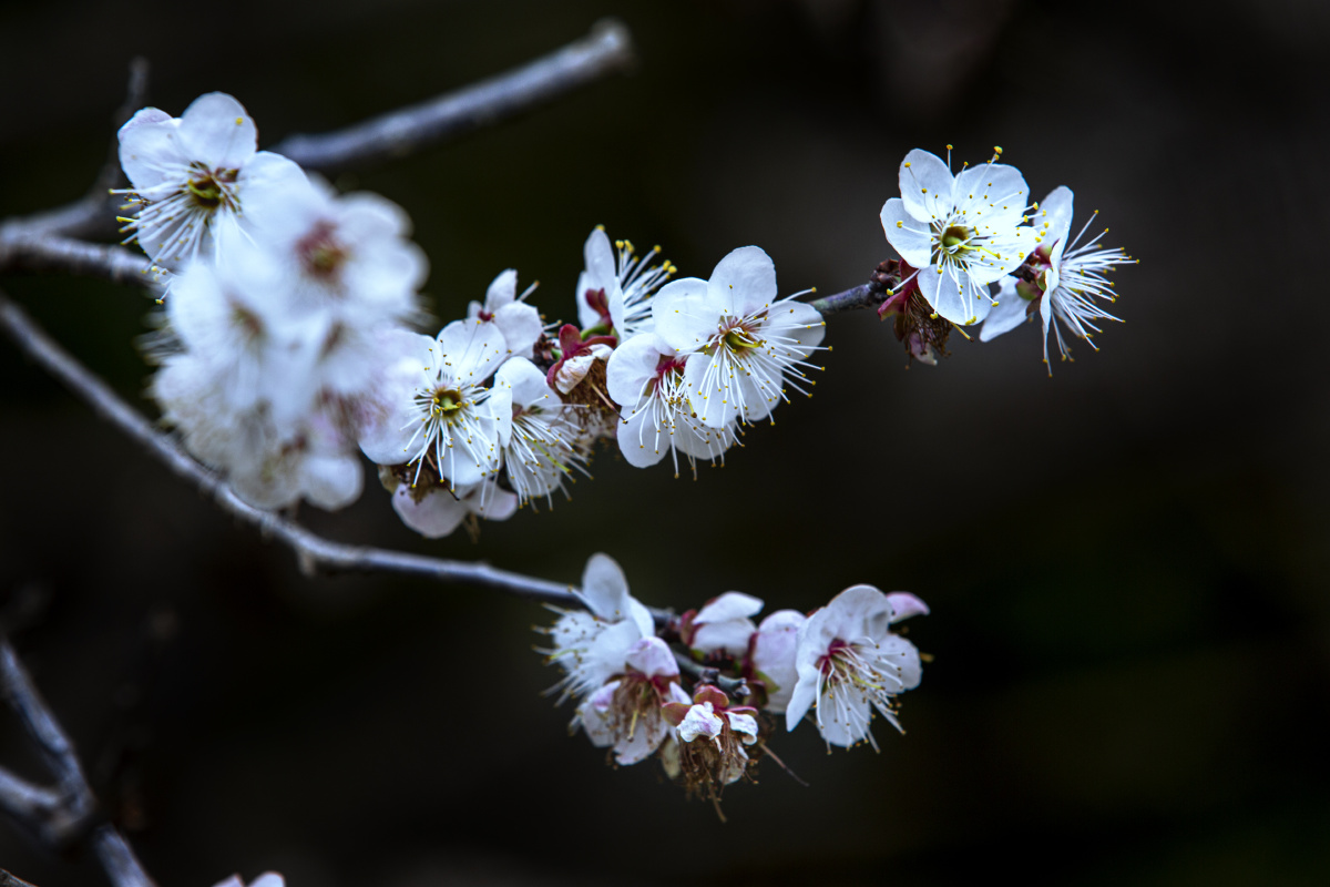 广西宾阳陈平梅花