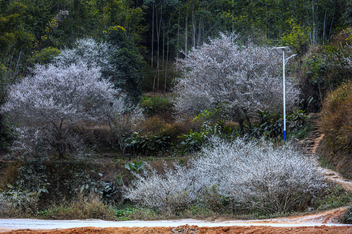 广西宾阳陈平梅花