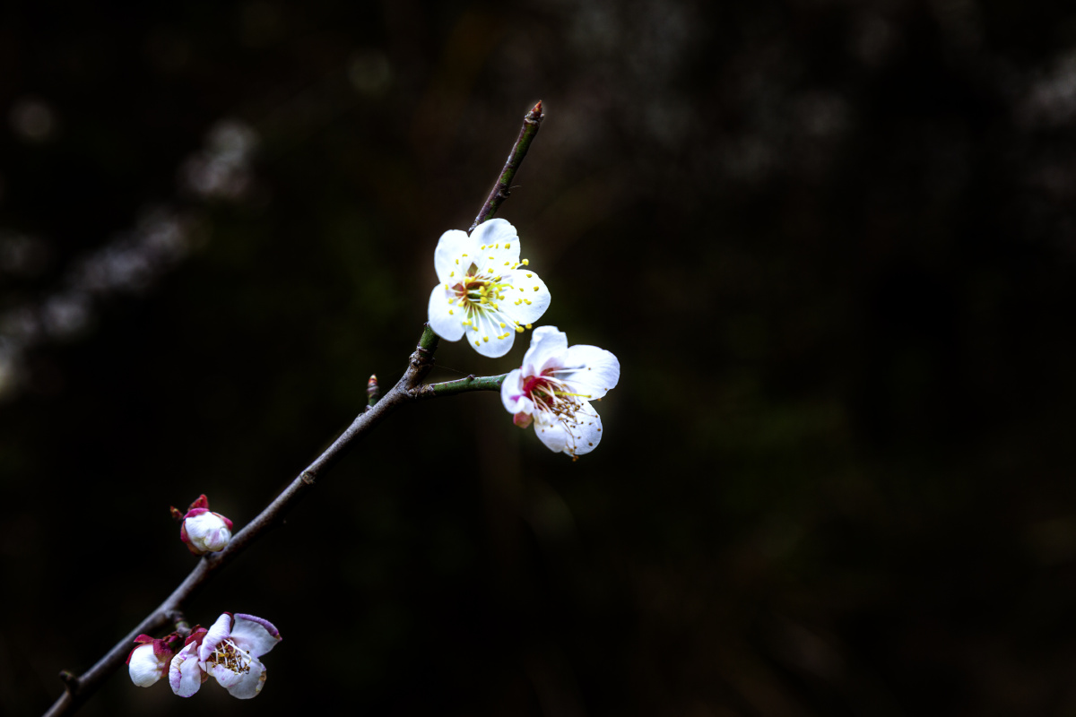 广西宾阳陈平梅花
