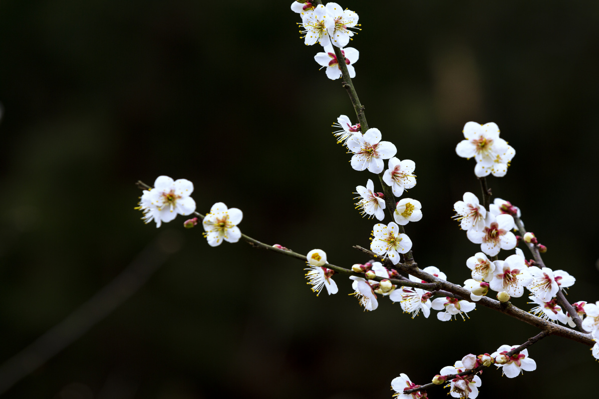 广西宾阳陈平梅花