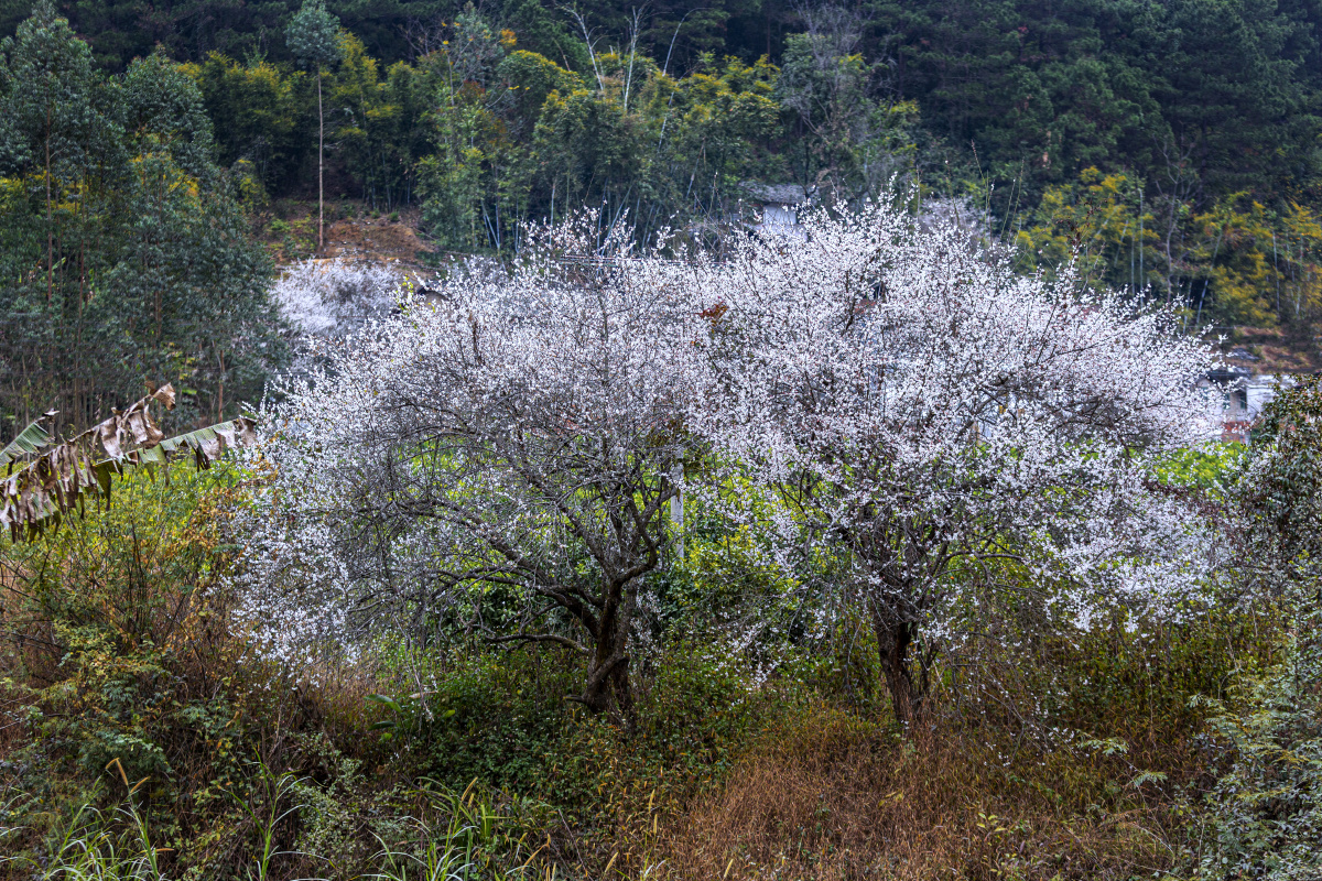 广西宾阳陈平梅花