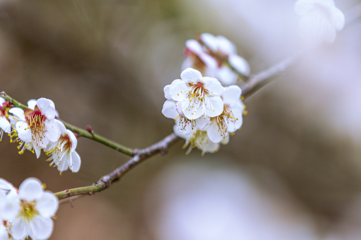 广西宾阳陈平梅花