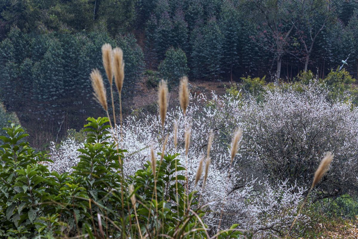 广西宾阳陈平梅花