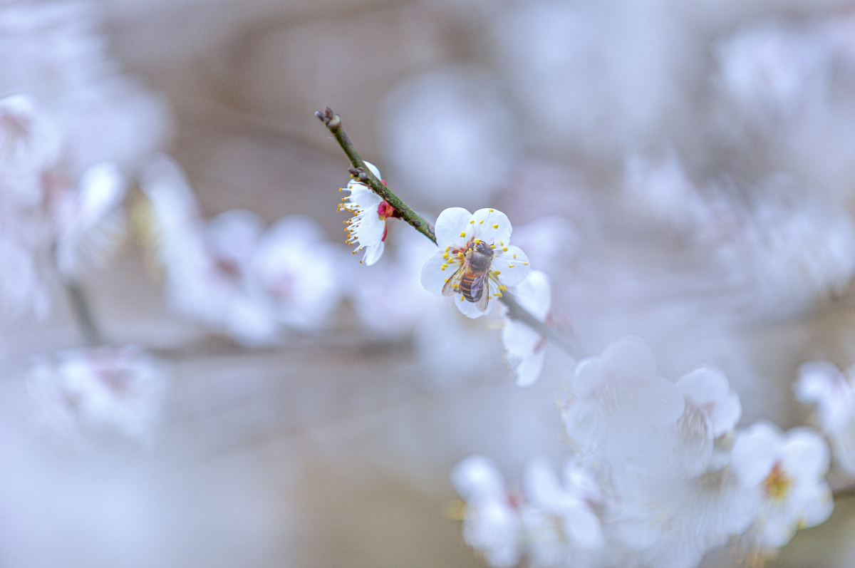广西宾阳陈平梅花
