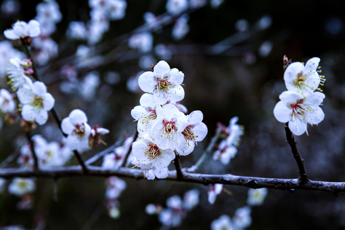 广西宾阳陈平梅花