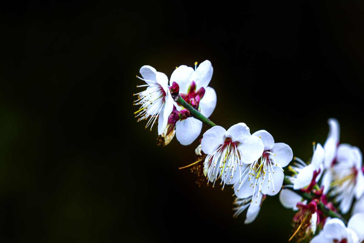广西宾阳陈平梅花