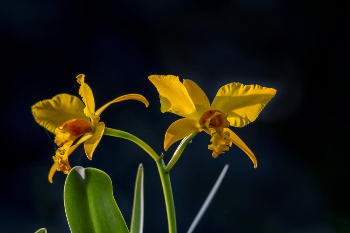 广西南宁青秀山兰花 - 快乐摄影人cdf