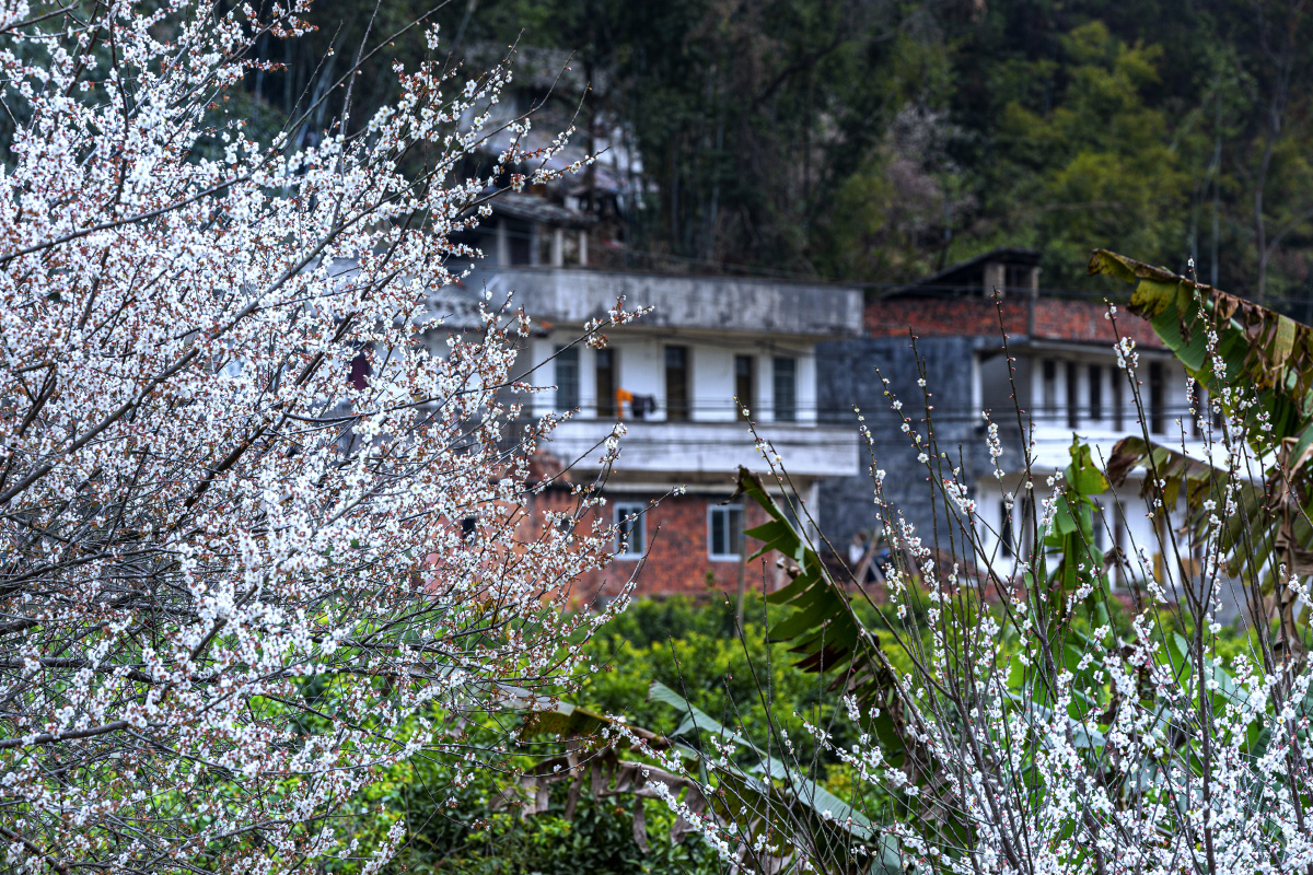 广西宾阳陈平梅花