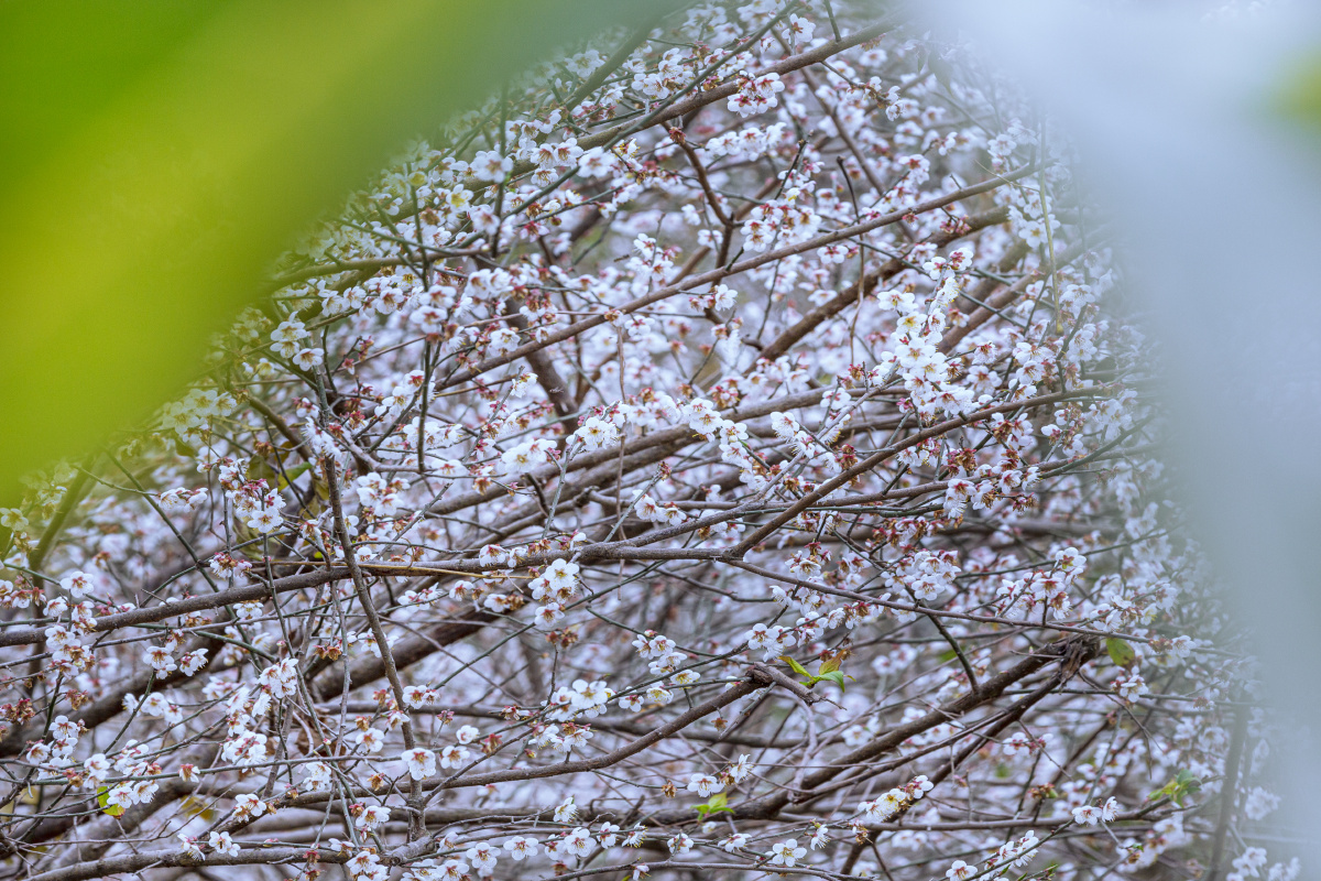 广西宾阳陈平梅花