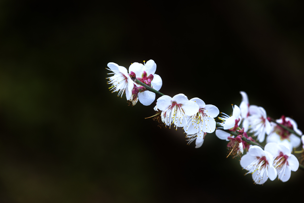 广西宾阳陈平梅花