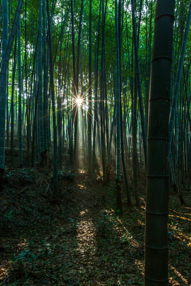 公园小景竹林草坪