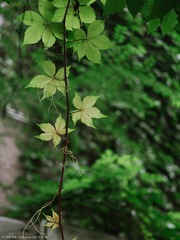 P7140088s