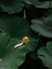 P7160165s