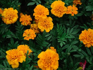 P7140065s