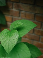 P7140087s