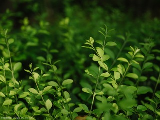 P7140164s