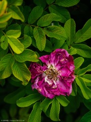 P7160169s