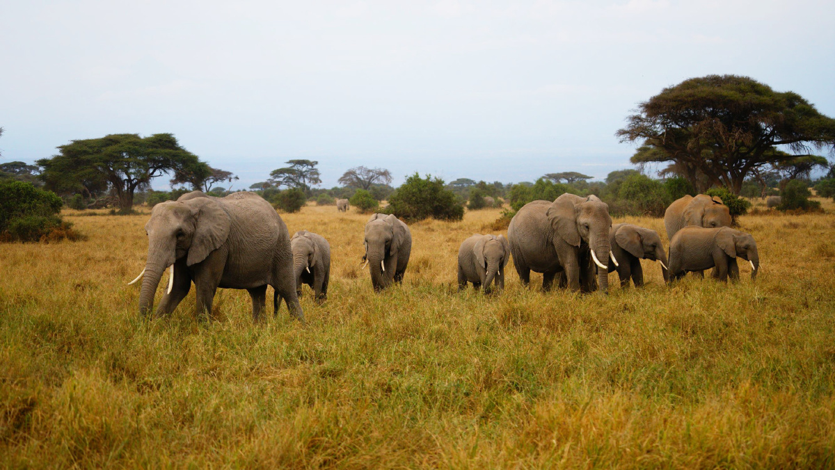 肯尼亚动物王国悠闲的野生象群仿佛回到远古时代