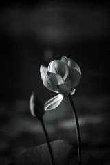1820485