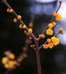 梅花