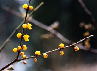 梅花
