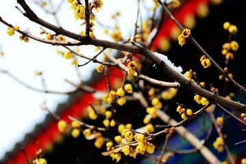 梅花