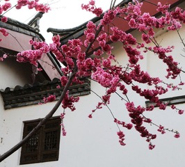 墙上桃花