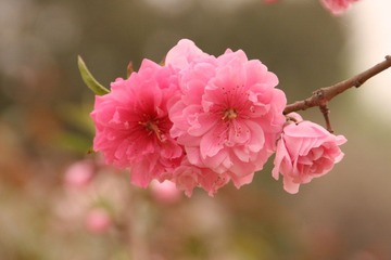 桃花