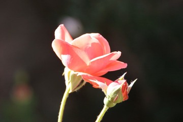 月季