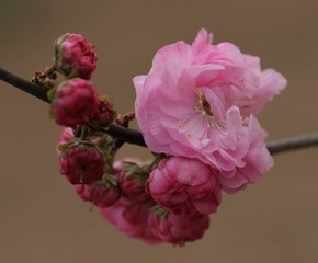 梅花