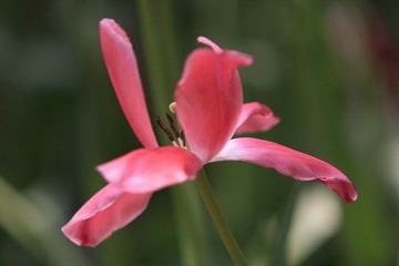 虽败尤容