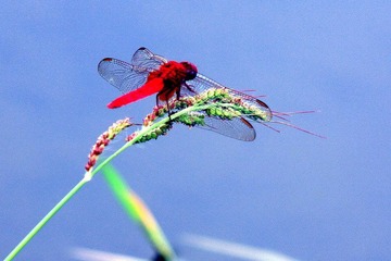 蜻蜓