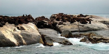 海豹岛2