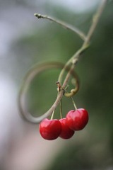 藤萝结樱桃