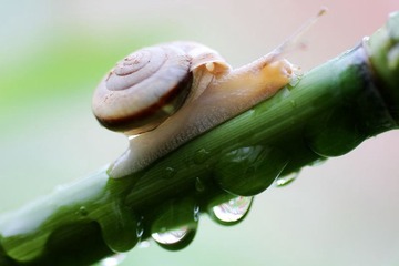 雨中蜗牛