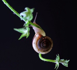 蜗牛攀登