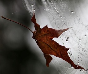 雨中网