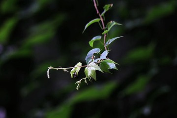 爬山虎