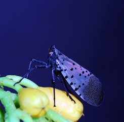 昆虫