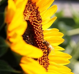 葵花