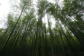竹