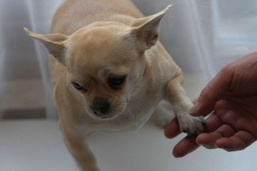 又握手