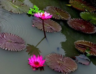 莲